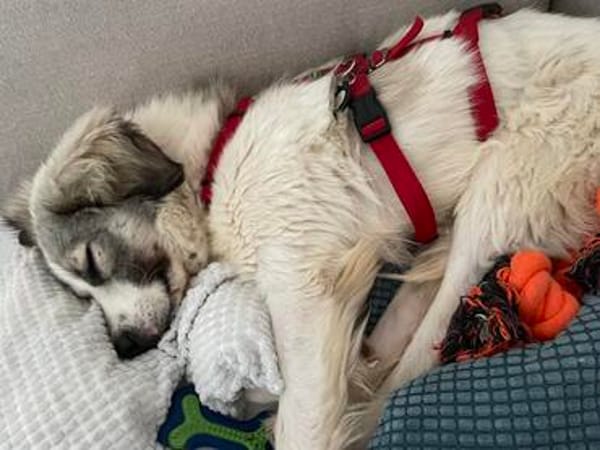 Willow - schüchterner Rüde sucht Familie