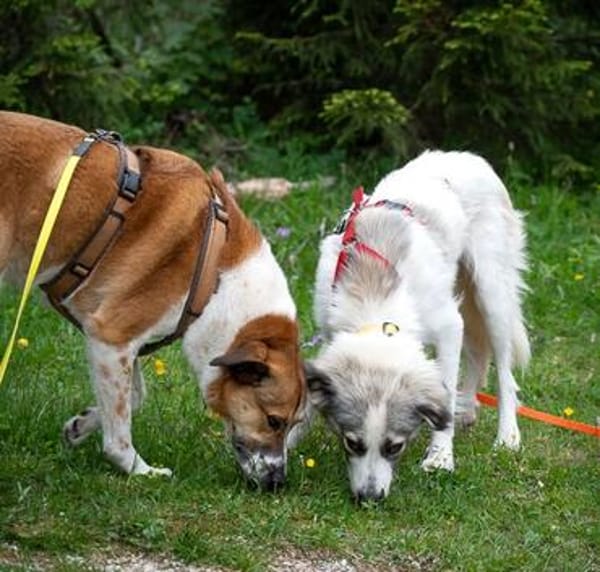 Willow - schüchterner Rüde sucht Familie