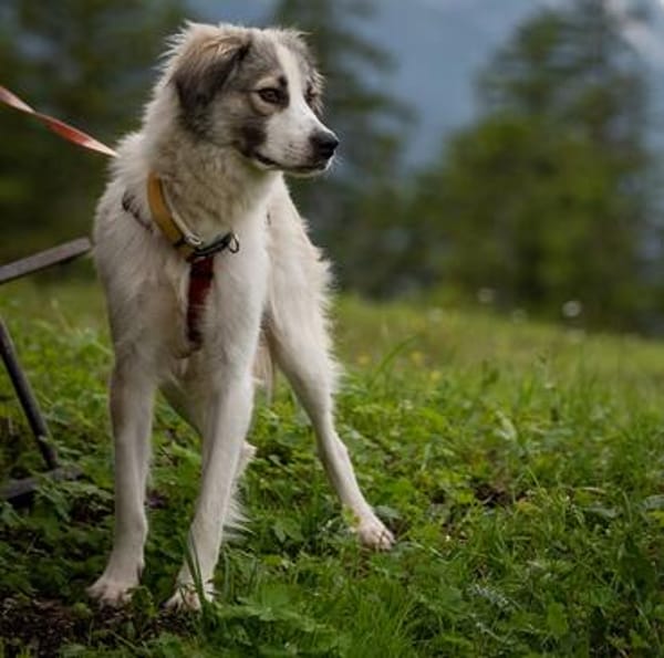 Willow - schüchterner Rüde sucht Familie