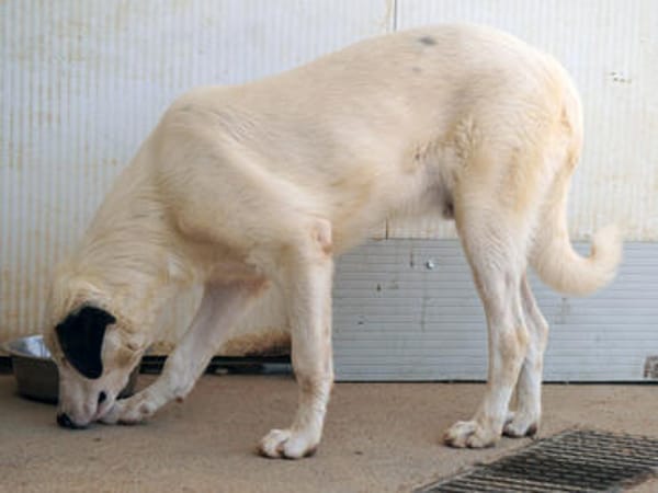 Verhelfen Sie Perro zum Glück?