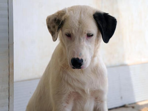 Verhelfen Sie Perro zum Glück?