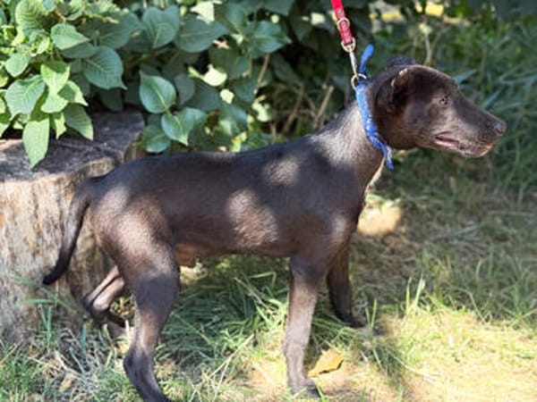 Laska -Fröhlicher kleiner Entdecker sucht seine Familie!