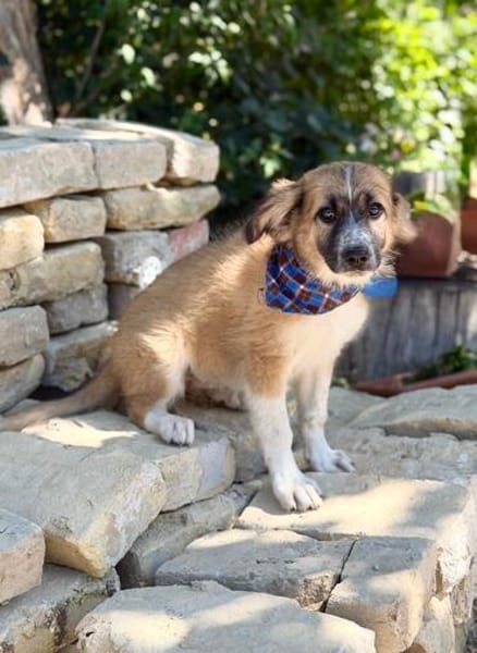 Tinka (Tavaszka) -Kleine Tinka sucht ihr großes Glück