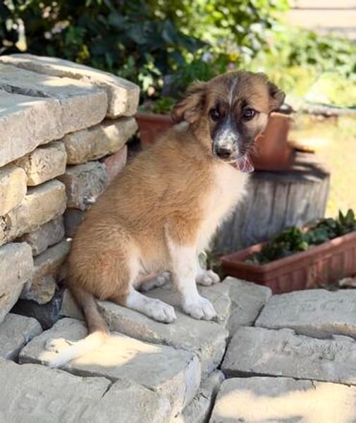 Tinka (Tavaszka) -Kleine Tinka sucht ihr großes Glück