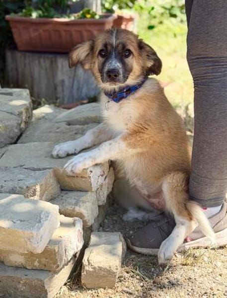Tinka (Tavaszka) -Kleine Tinka sucht ihr großes Glück