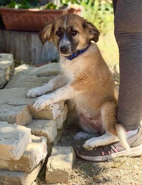 Tinka (Tavaszka) -Kleine Tinka sucht ihr großes Glück