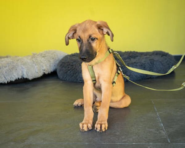 Unser kleiner Wirbelwuínd Sancho sucht nach seinen Menschen