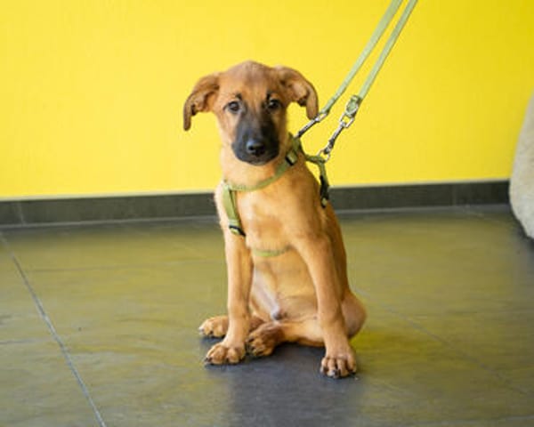 Unser kleiner Wirbelwuínd Sancho sucht nach seinen Menschen