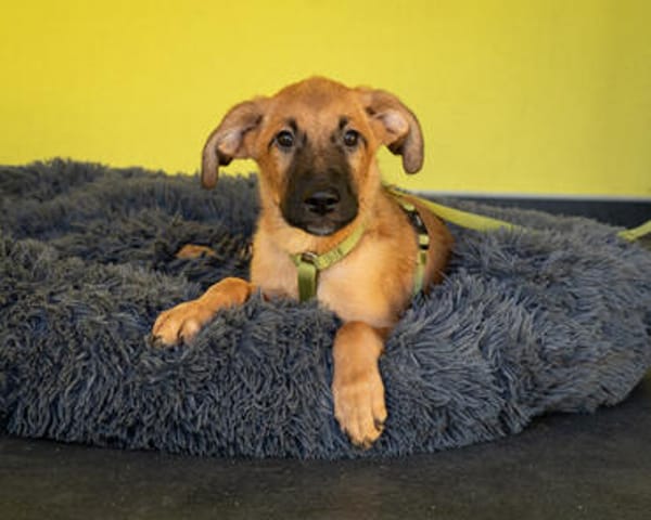 Unser kleiner Wirbelwuínd Sancho sucht nach seinen Menschen