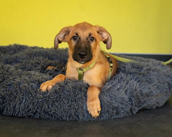 Unser kleiner Wirbelwuínd Sancho sucht nach seinen Menschen