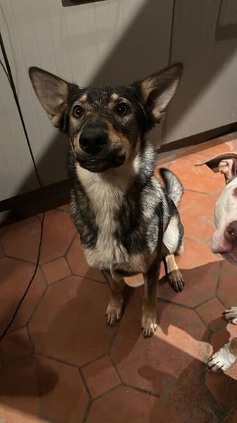 Elsa sucht ihr zu Hause