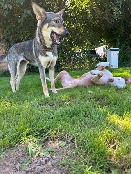 Elsa sucht ihr zu Hause