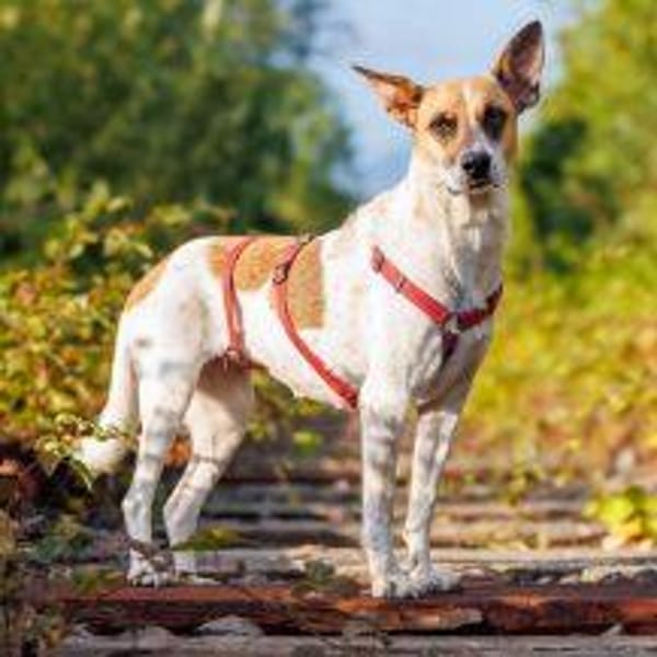 Malibu ist ein zartes Seelchen 🐾