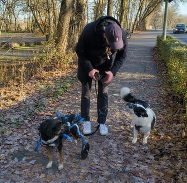 Elian - Toller Herzenshund sucht Zuhause