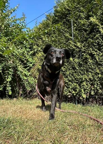 Elsa 9 Jahre 40 cm