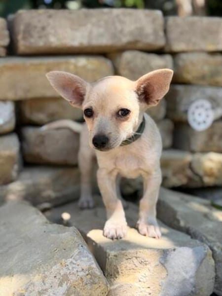 Peanut (Pepsi) -Kleiner Peanut sucht großes Familienglück