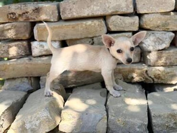 Peanut (Pepsi) -Kleiner Peanut sucht großes Familienglück