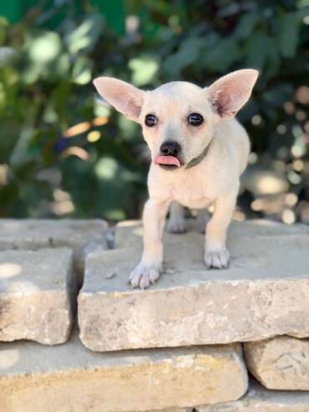 Peanut (Pepsi) -Kleiner Peanut sucht großes Familienglück