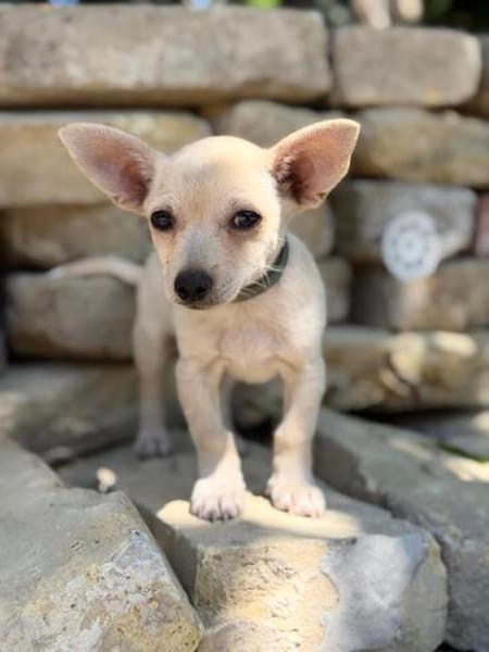 Peanut (Pepsi) -Kleiner Peanut sucht großes Familienglück