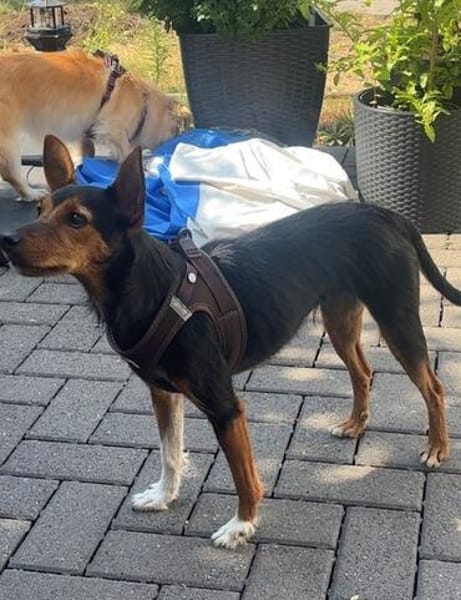 Heidi eine kleine Persönlichkeit