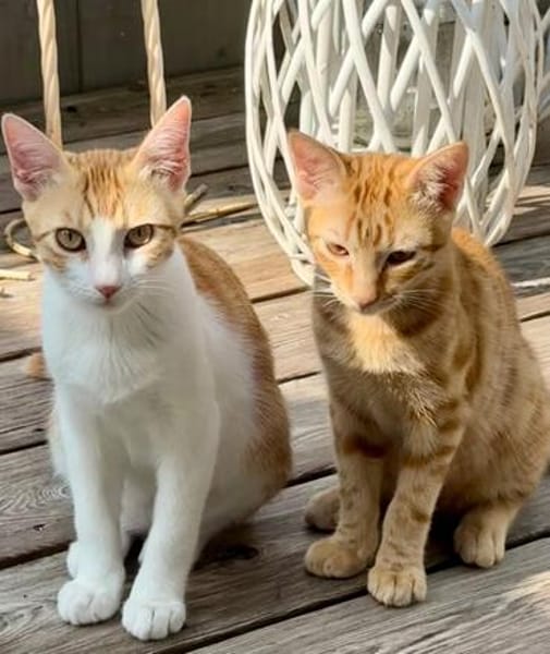 Süße kleine Katzen  Turron & Mango