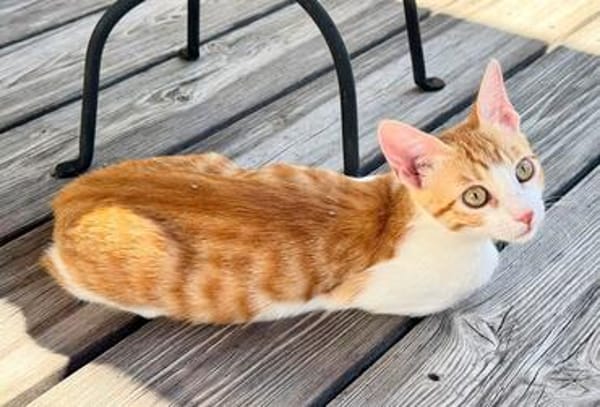 Süße kleine Katzen  Turron & Mango