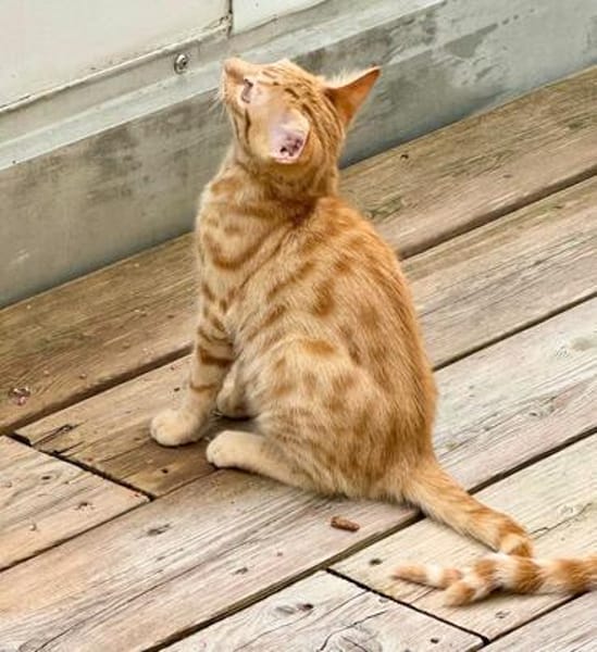 Süße kleine Katzen  Turron & Mango