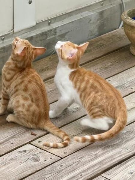 Süße kleine Katzen  Turron & Mango