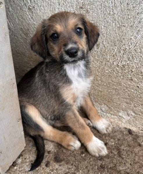Woody, geb. ca. 02/2026, 87763 Lautrach
