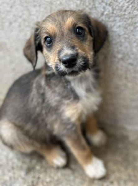 Woody, geb. ca. 02/2026, 87763 Lautrach