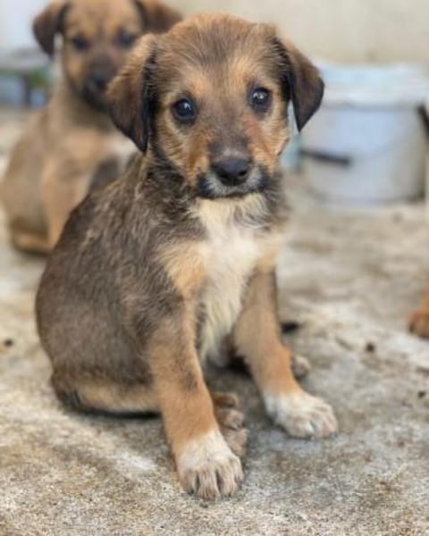 Woody, geb. ca. 02/2026, 87763 Lautrach