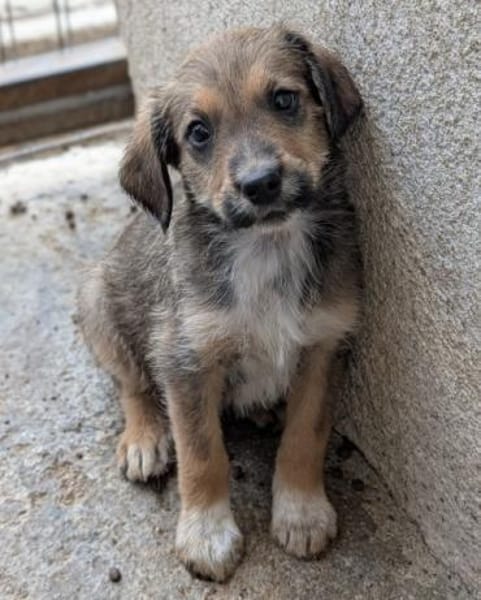 Woody, geb. ca. 02/2026, 87763 Lautrach