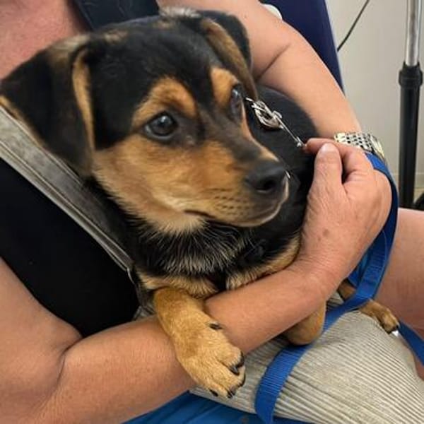 Nugget💕wartet in Hannover auf seine Familie