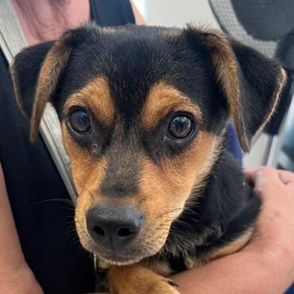 Nugget💕wartet in Hannover auf seine Familie