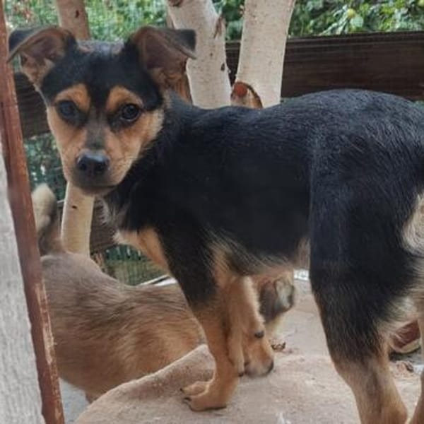 Nugget💕wartet in Hannover auf seine Familie