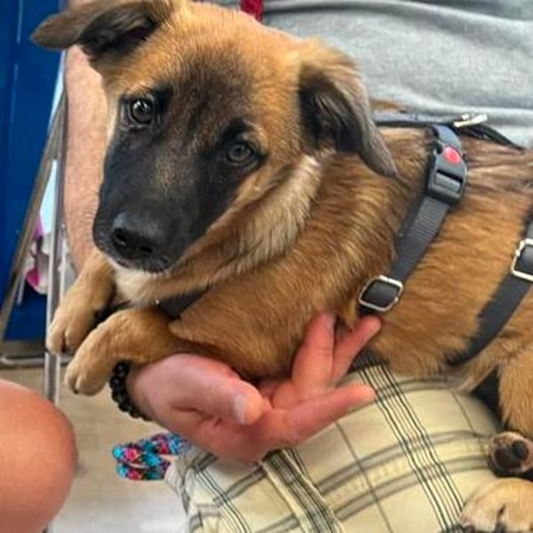 Mira💕lebensfrohe junge Hündin wartet in Köln