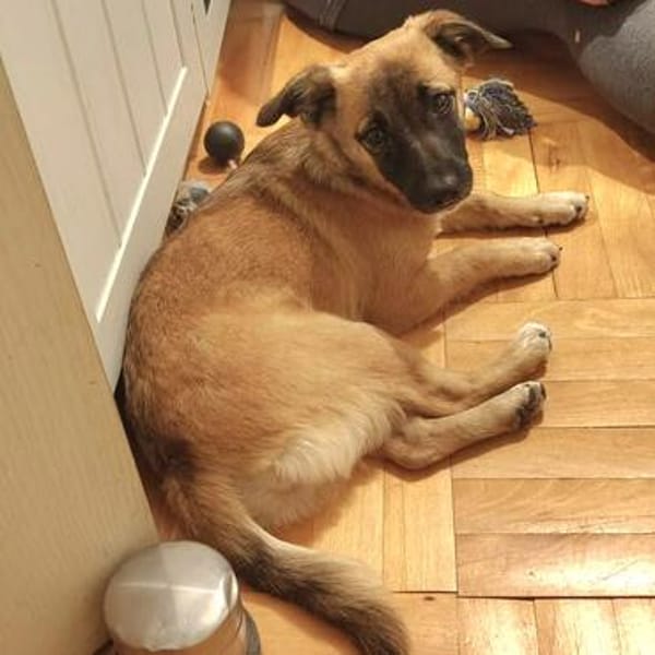 Mira💕lebensfrohe junge Hündin wartet in Köln