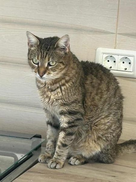 Seniorin IDA sucht Zuhause