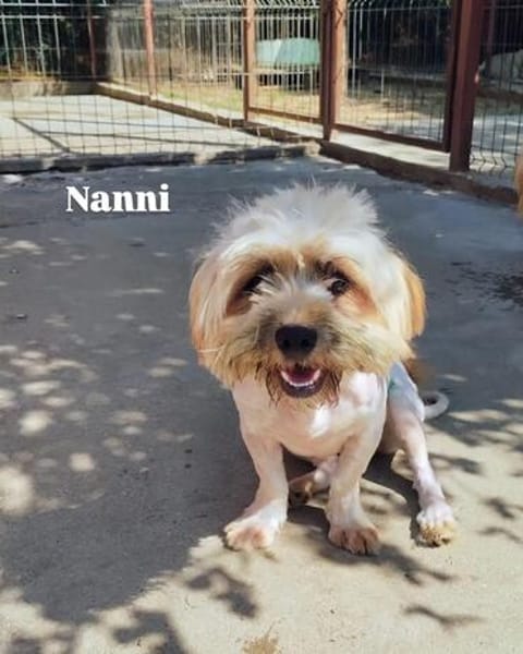 Fröhliche NANNI möchte ankommen