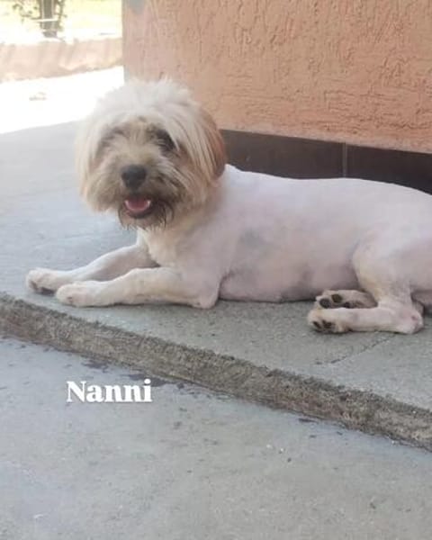 Fröhliche NANNI möchte ankommen