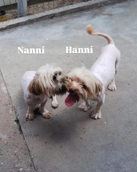 Fröhliche NANNI möchte ankommen