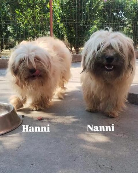 Fröhliche NANNI möchte ankommen