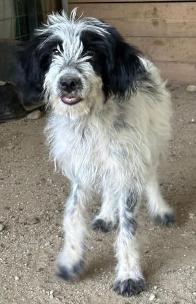 Winifred, geb. ca. 02/2026, 87763 Lautrach