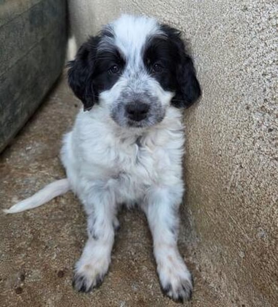 Winifred, geb. ca. 02/2026, 87763 Lautrach