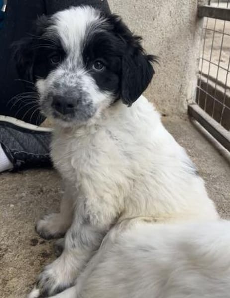 Winifred, geb. ca. 02/2026, 87763 Lautrach