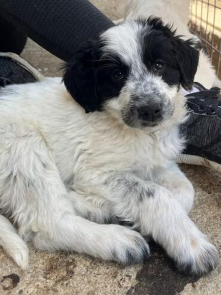 Winifred, geb. ca. 02/2026, 87763 Lautrach