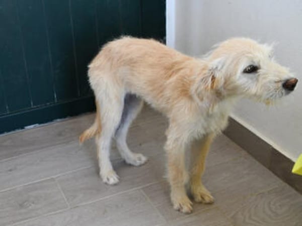Liebenswerte Susanna sucht Zuhause