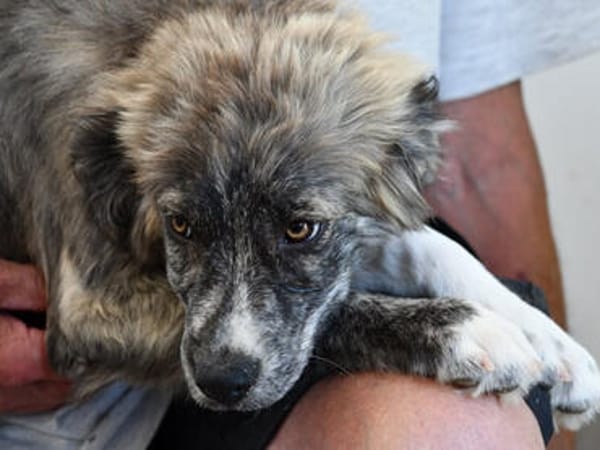 Möchten Sie Ostia adoptieren?