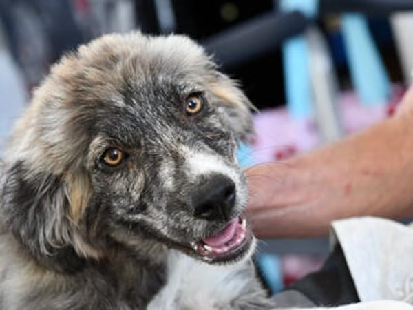 Möchten Sie Ostia adoptieren?