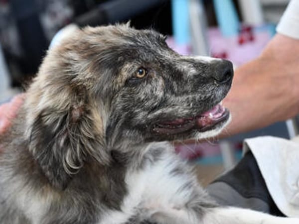 Möchten Sie Ostia adoptieren?